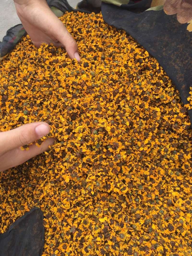 包邮2025年新货新疆高海拔昆仑雪菊克里阳大量批发