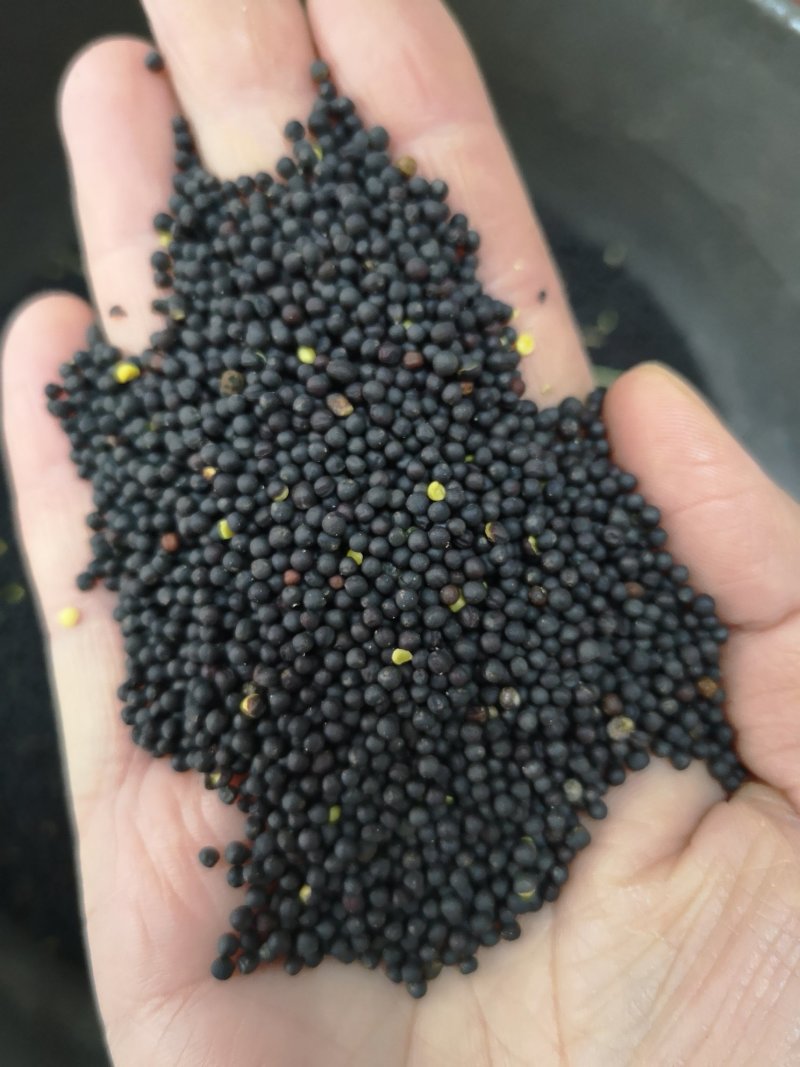 油菜籽