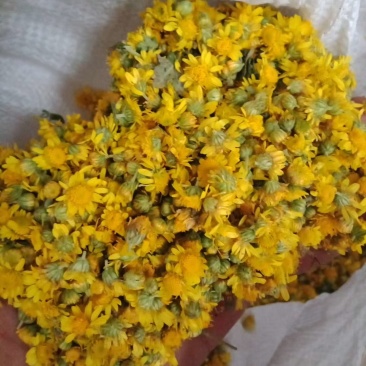 大别山区野生药材：野菊花