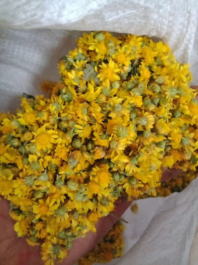 大别山区野生药材：野菊花