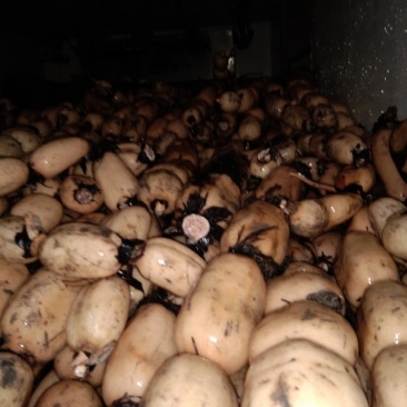 优质莲藕质量好品质好一手货源可以视频看货诚信经营