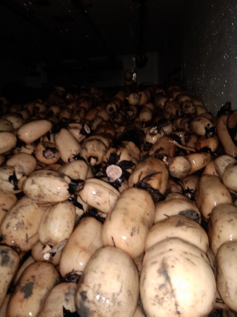 优质莲藕质量好品质好一手货源可以视频看货诚信经营