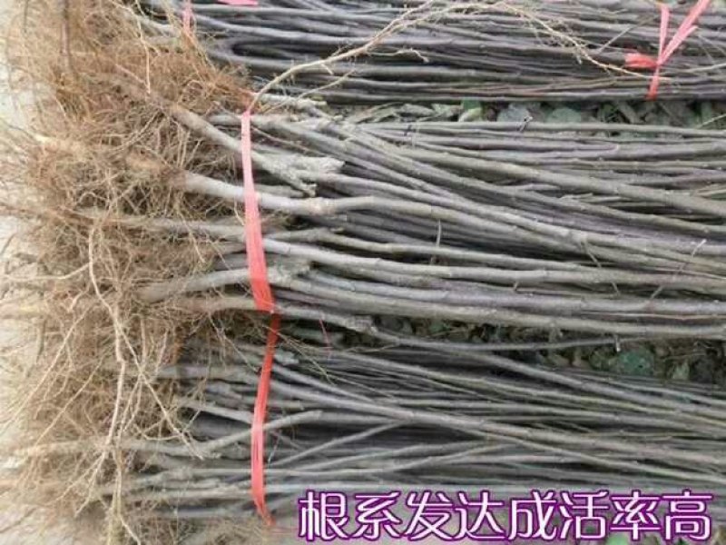 嫁接苹果树苗庭院地栽红富士苹果苗南方北方种植当年挂果