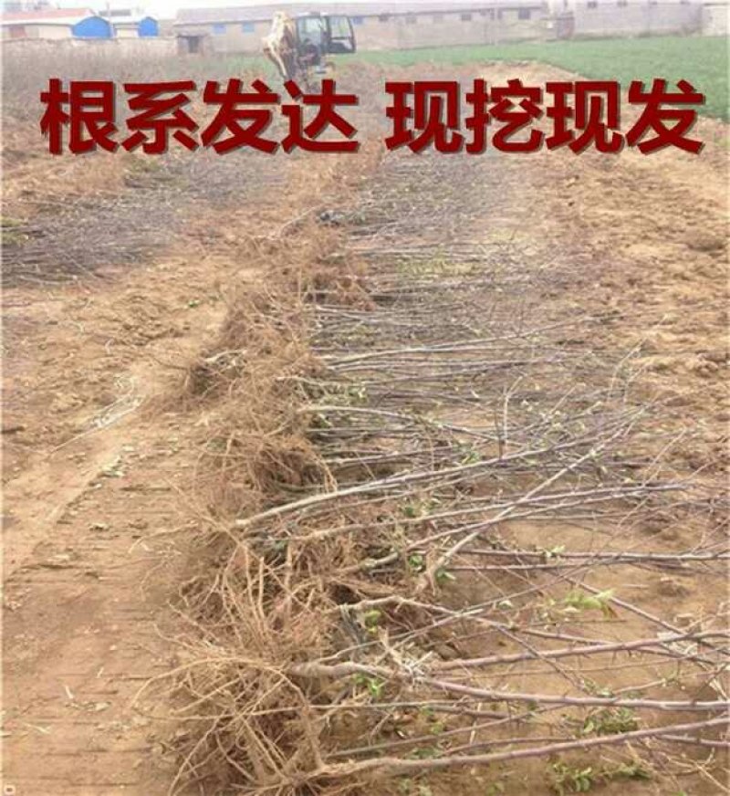 嫁接苹果树苗庭院地栽红富士苹果苗南方北方种植当年挂果