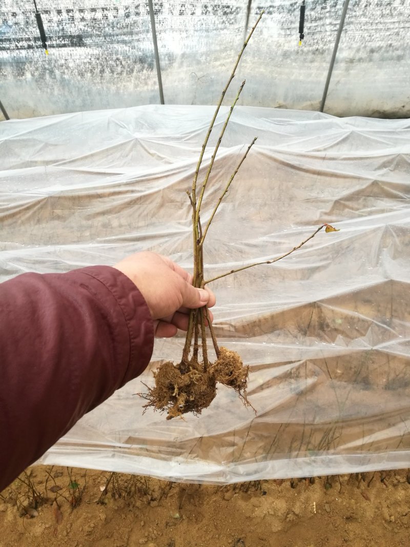 大量供应吉塞拉扞插苗，矮化樱挑苗，俄罗斯8号价格优惠