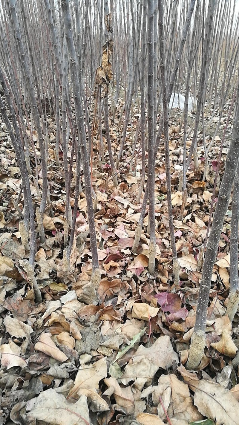 大量供应吉塞拉扞插苗，矮化樱挑苗，俄罗斯8号价格优惠