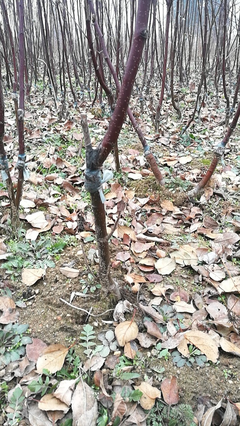 大量供应吉塞拉扞插苗，矮化樱挑苗，俄罗斯8号价格优惠