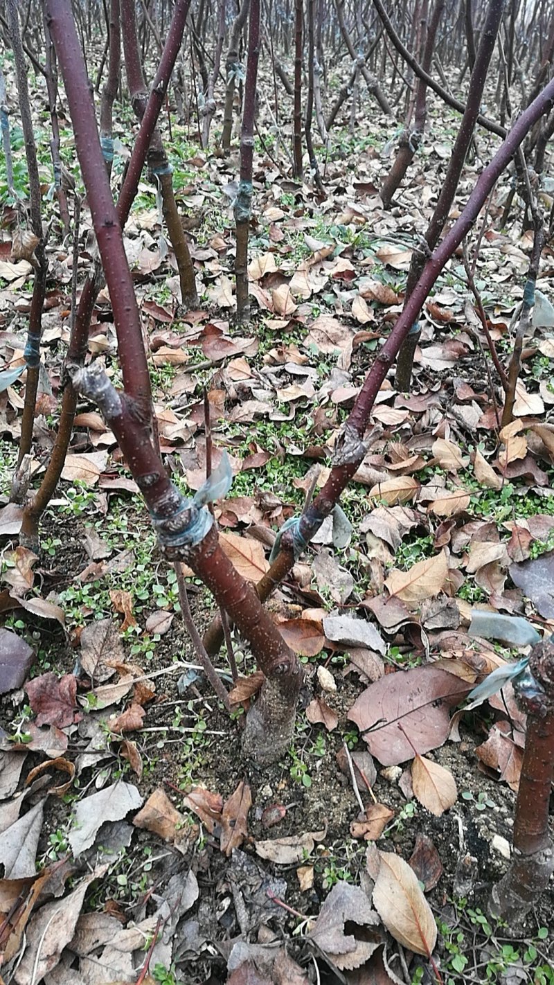 大量供应吉塞拉扞插苗，矮化樱挑苗，俄罗斯8号价格优惠
