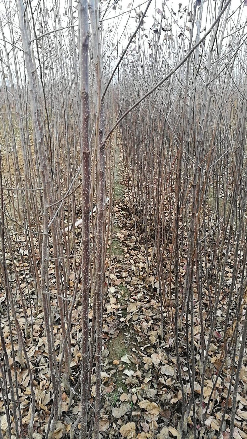 大量供应吉塞拉扞插苗，矮化樱挑苗，俄罗斯8号价格优惠