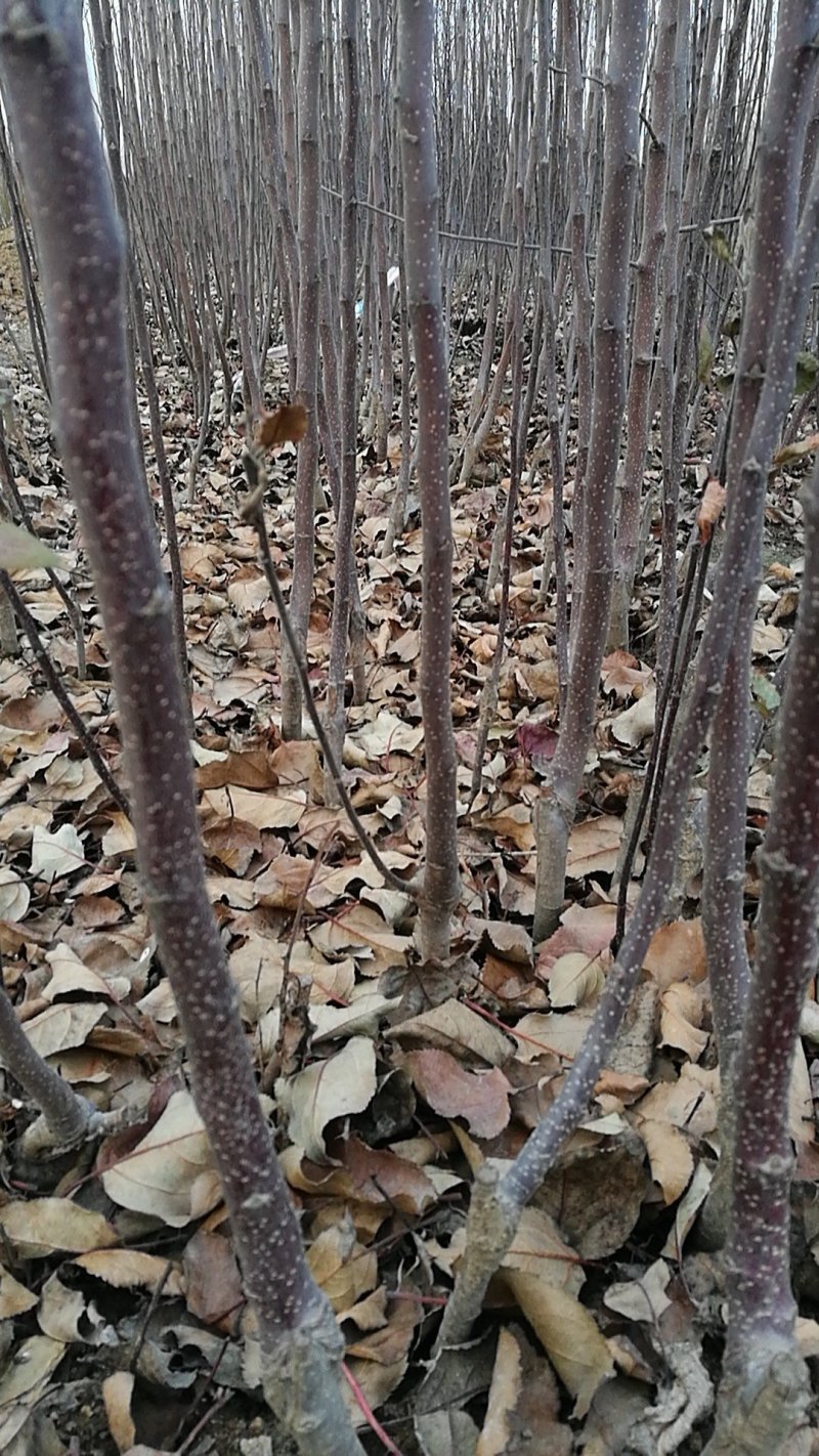 大量供应吉塞拉扞插苗，矮化樱挑苗，俄罗斯8号价格优惠