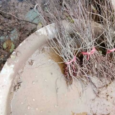 钙果苗山西钙果苗欧李苗巨甜蜜钙果苗