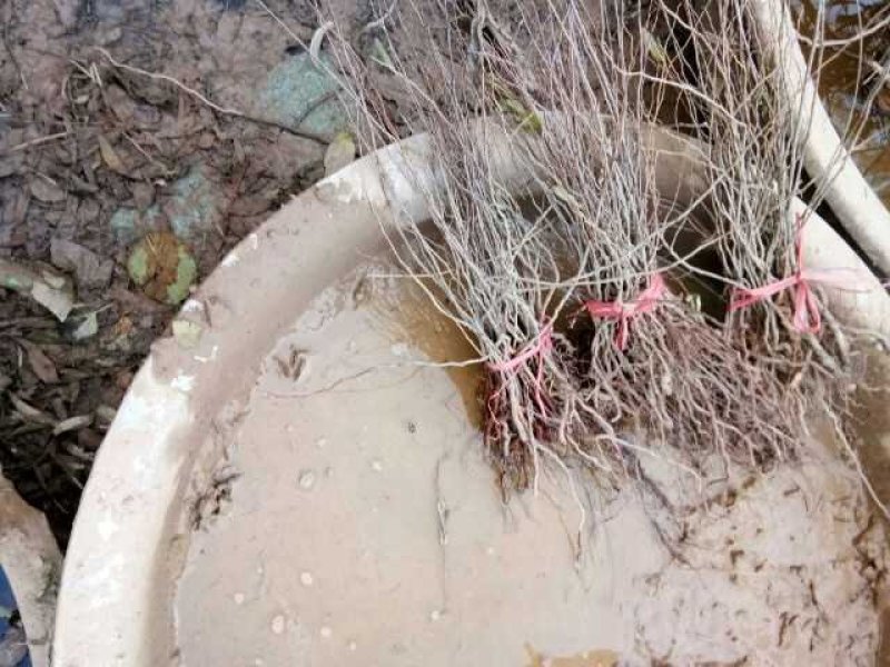 钙果苗山西钙果苗欧李苗巨甜蜜钙果苗