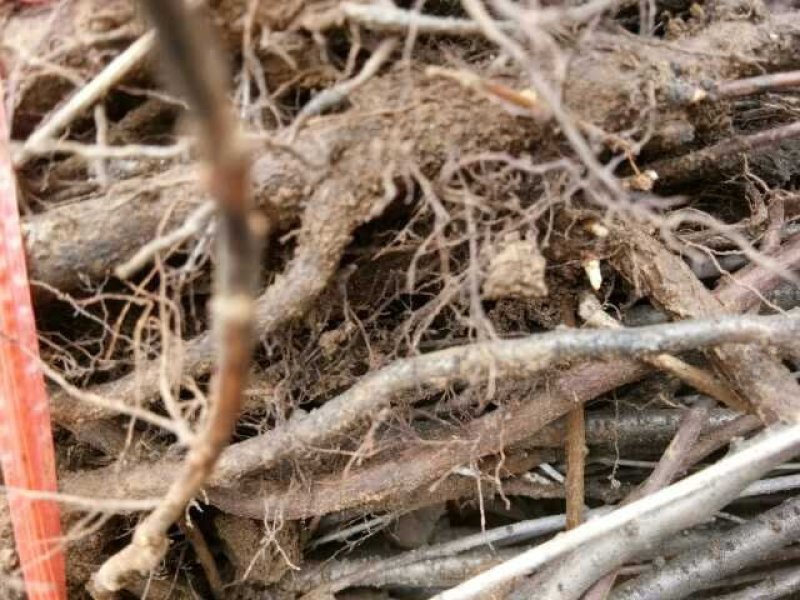钙果苗山西钙果苗欧李苗巨甜蜜钙果苗