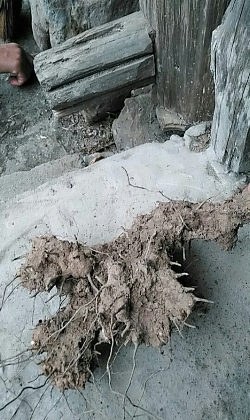 这是什么？有人收购吗