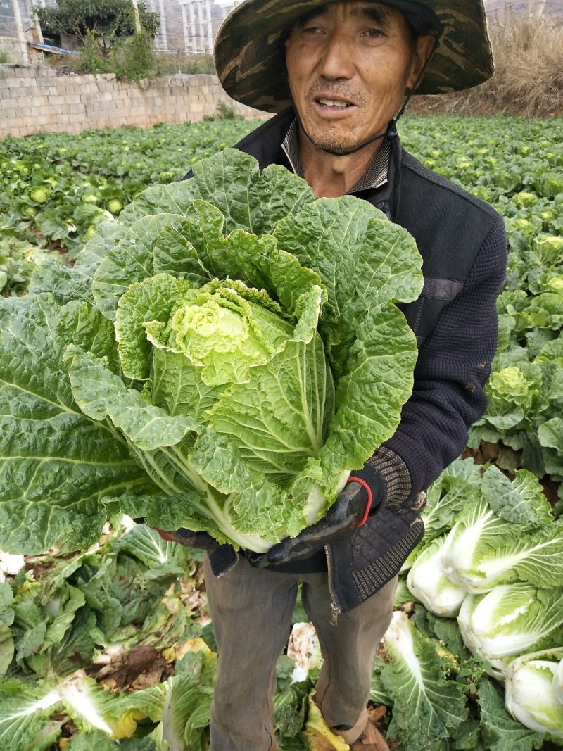 云南【精品】大白菜，黄心，产地直发，质量过硬，货源充足。