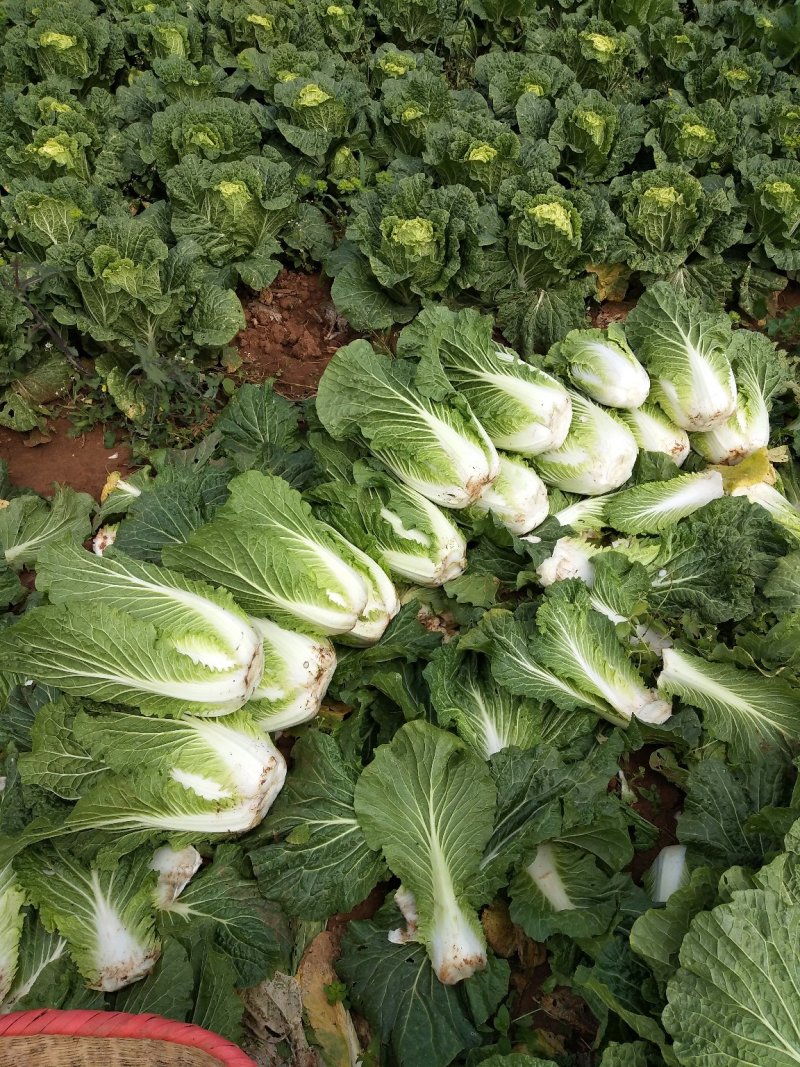 云南【精品】大白菜，黄心，产地直发，质量过硬，货源充足。