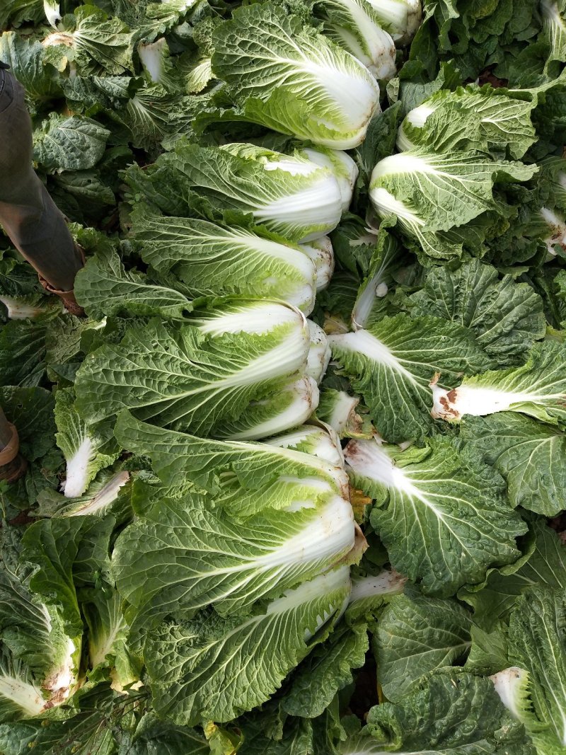 云南【精品】大白菜，黄心，产地直发，质量过硬，货源充足。