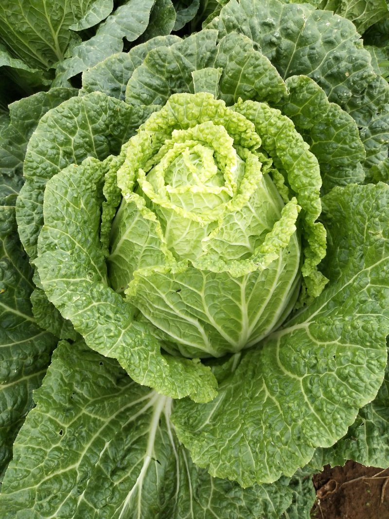 云南【精品】大白菜，黄心，产地直发，质量过硬，货源充足。