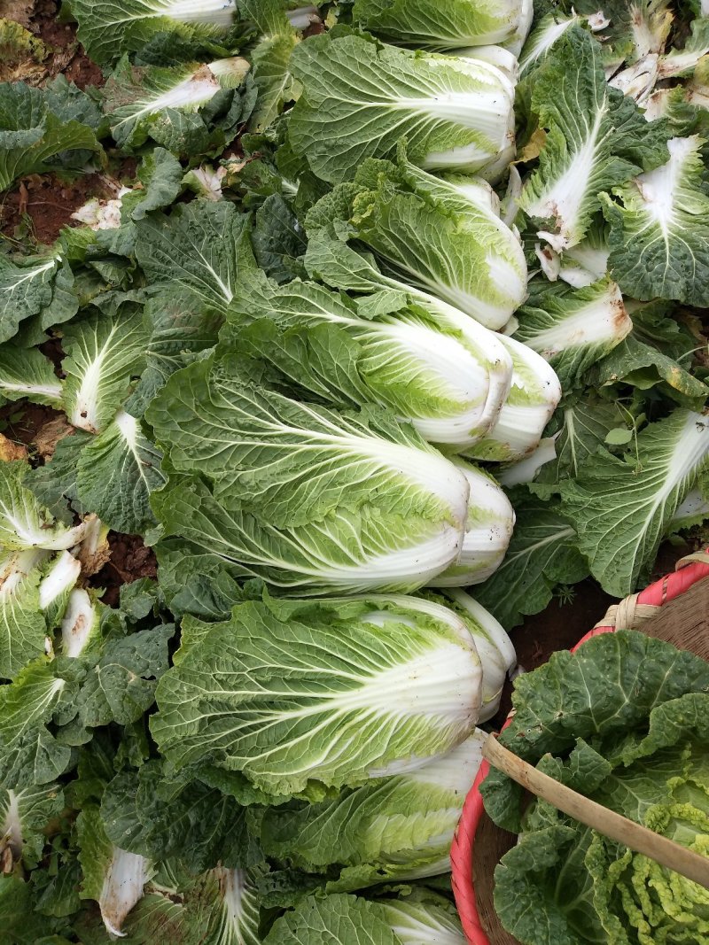 云南【精品】大白菜，黄心，产地直发，质量过硬，货源充足。