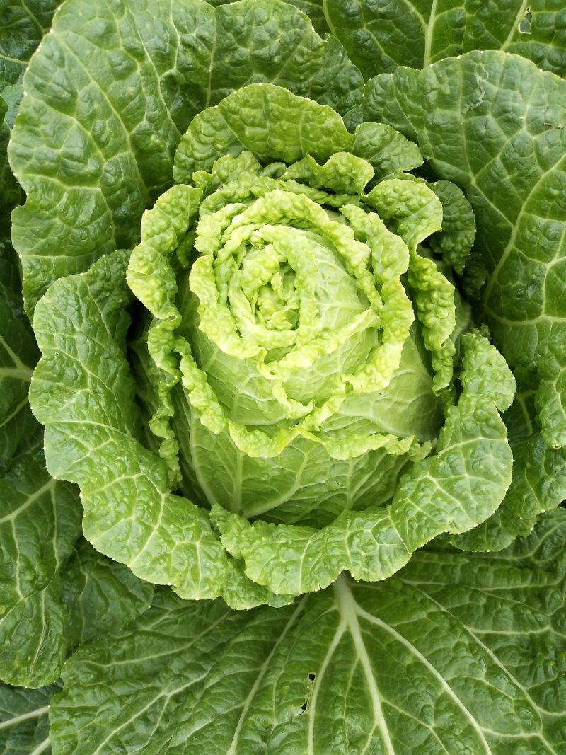 云南【精品】大白菜，黄心，产地直发，质量过硬，货源充足。