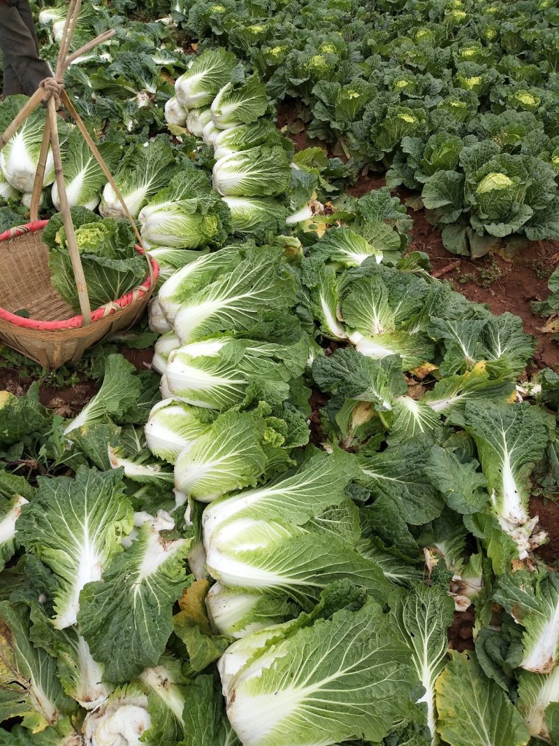 云南【精品】大白菜，黄心，产地直发，质量过硬，货源充足。