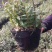 浙江雁荡山铁皮石斛驯化苗，石斛2年半大苗量大从优