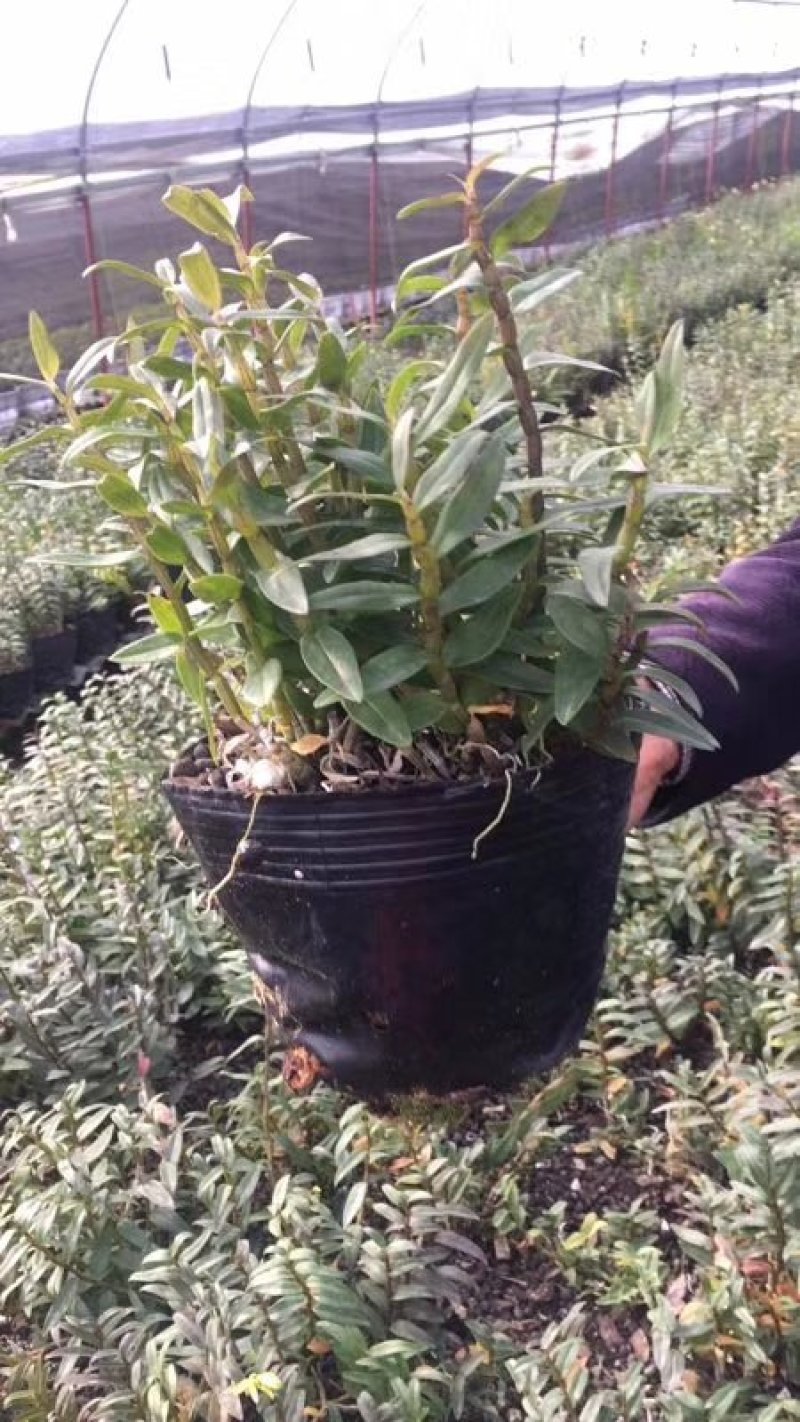 浙江雁荡山铁皮石斛驯化苗，石斛2年半大苗量大从优