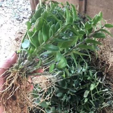 浙江雁荡山铁皮石斛驯化苗，石斛2年半大苗量大从优