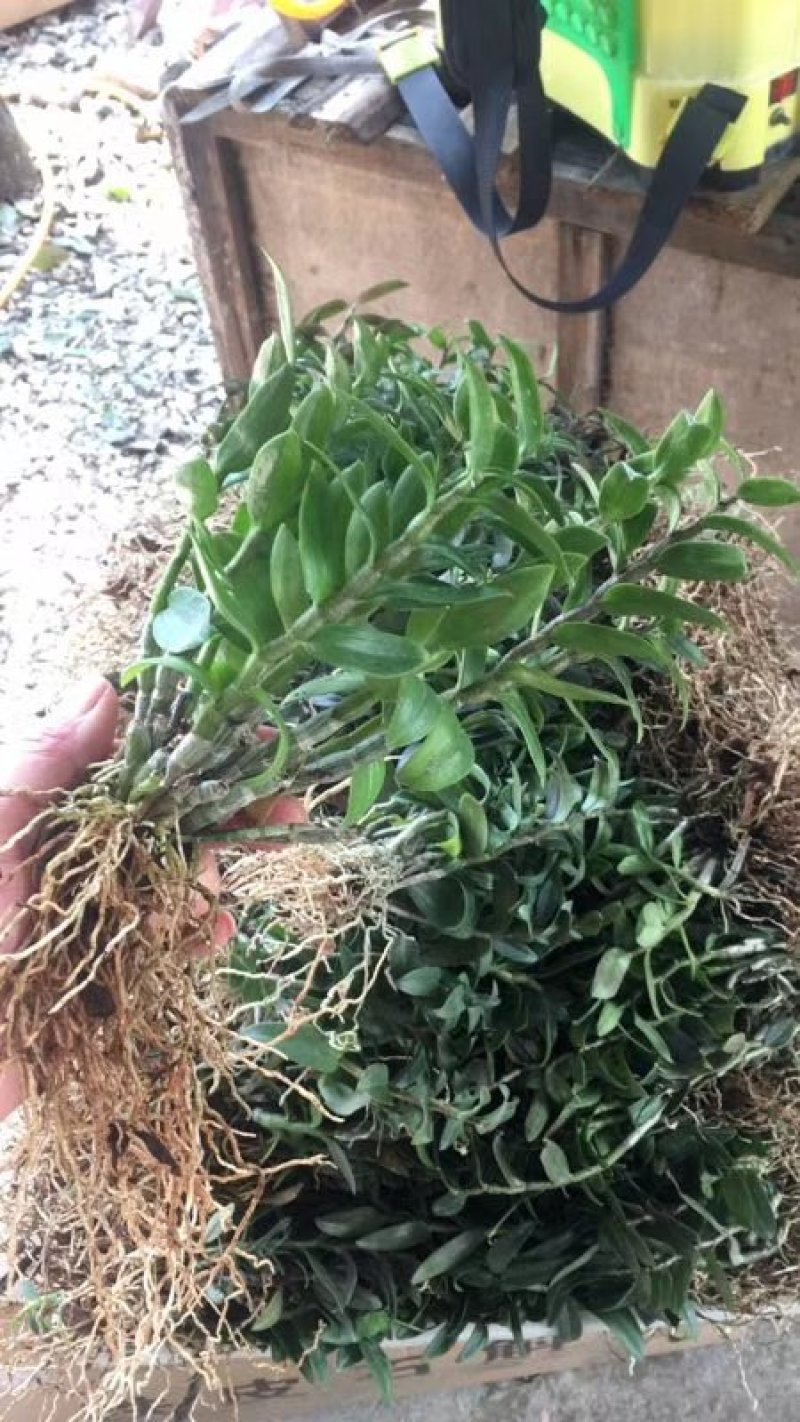 浙江雁荡山铁皮石斛驯化苗，石斛2年半大苗量大从优