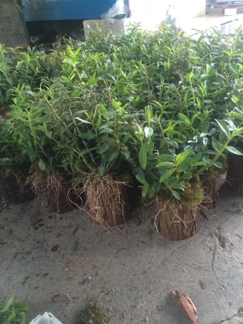 浙江雁荡山铁皮石斛驯化苗，石斛2年半大苗量大从优