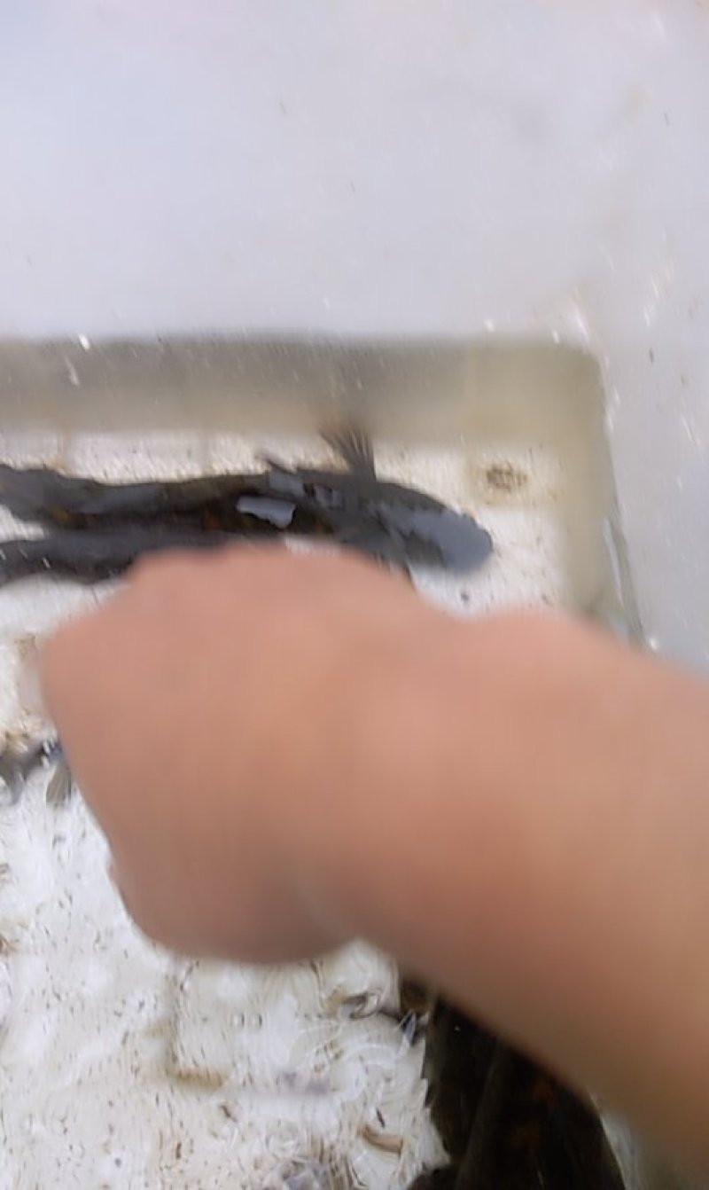 本地外塘七星鱼