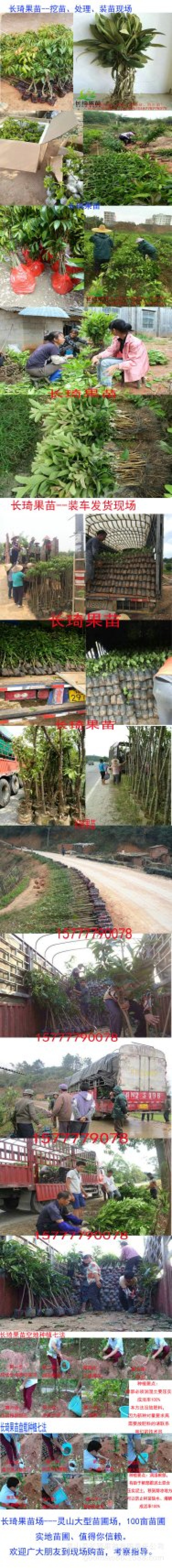 柚子苗