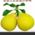 柚子苗