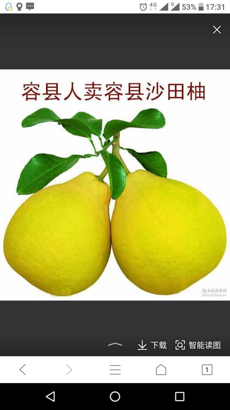 柚子苗
