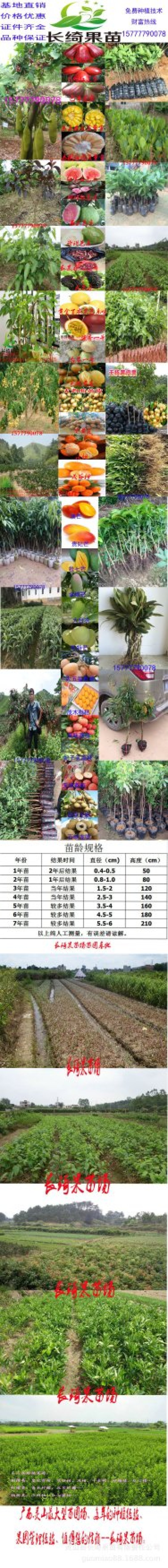 柚子苗