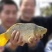 文庆鲤