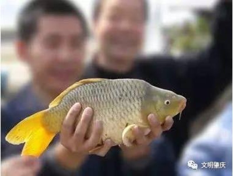 文庆鲤