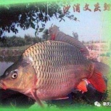 文庆鲤