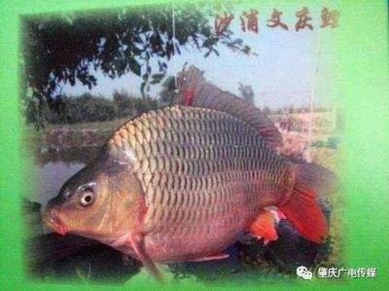 文庆鲤