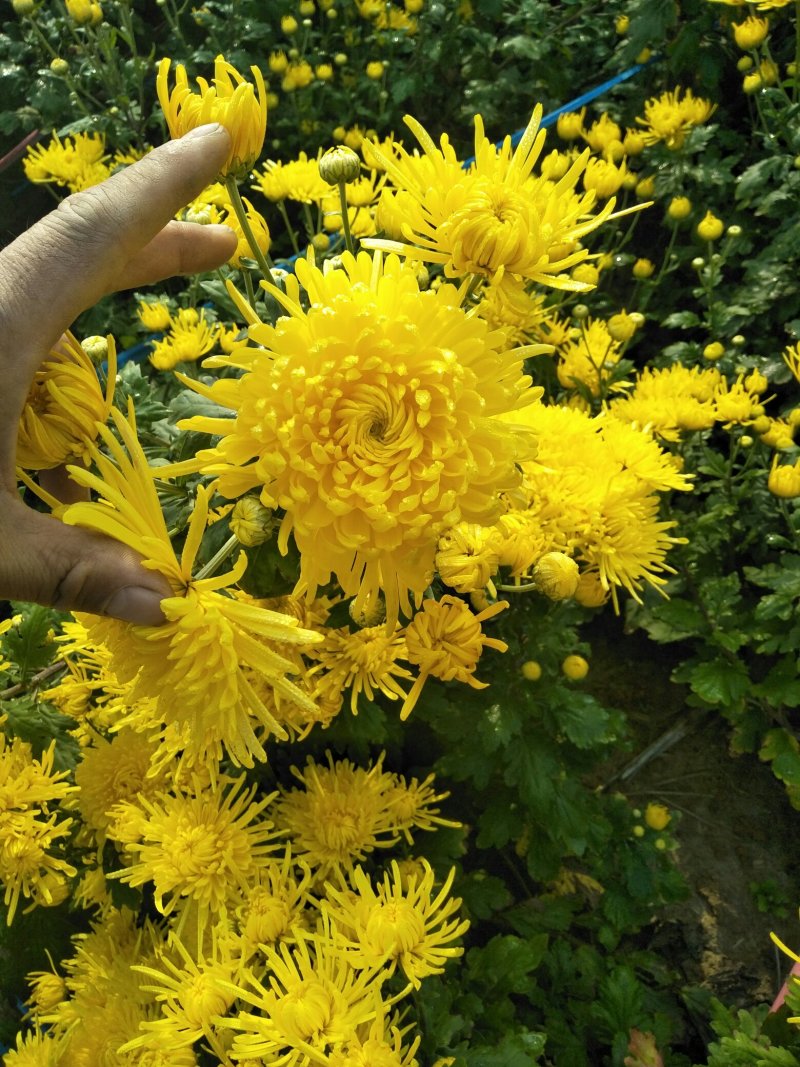 菊花苗