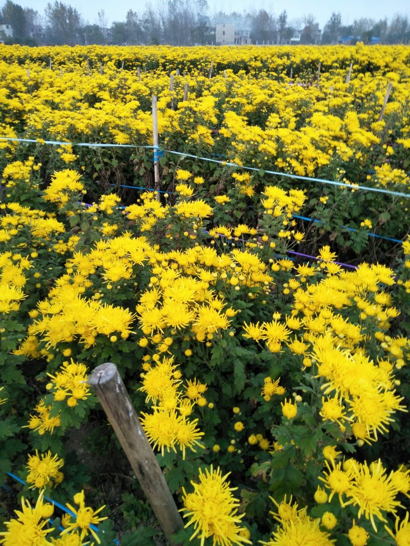 菊花苗