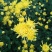 菊花苗