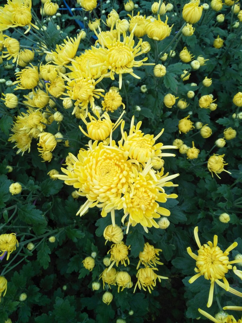 菊花苗