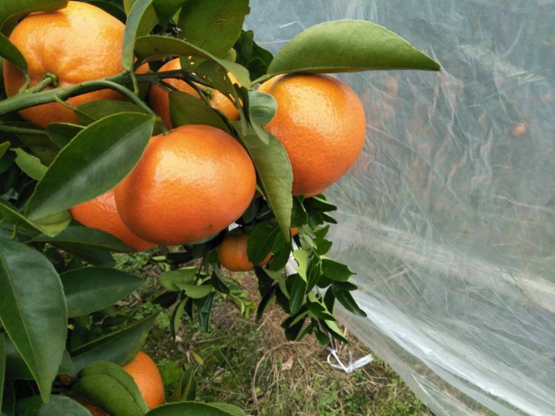 桂林兴安精品默科特皮细果面好红度够专业代收按需配货