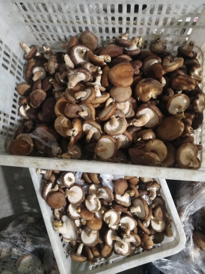 鲜香菇