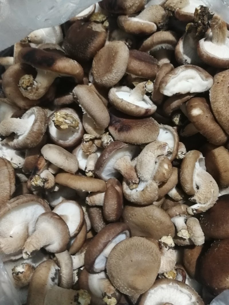 鲜香菇