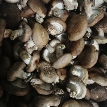 鲜香菇