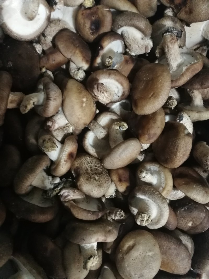 鲜香菇