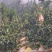 大量出货平和琯溪蜜柚，厦门地区送货上门，山头直接上车。