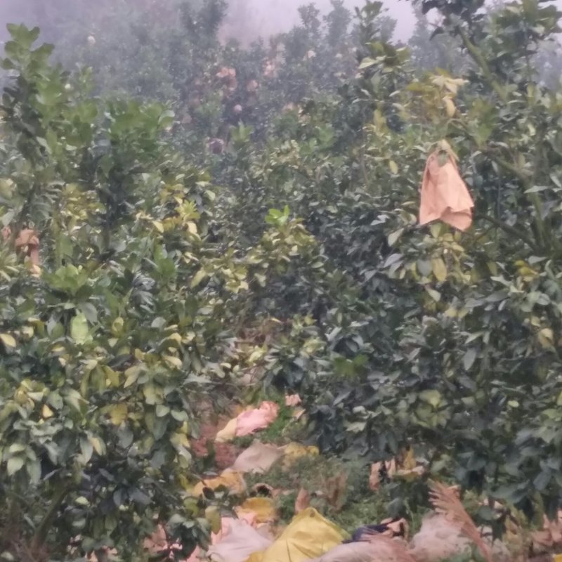 大量出货平和琯溪蜜柚，厦门地区送货上门，山头直接上车。